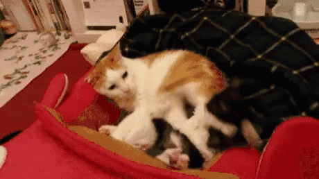 Cat Play GIF , Cat Play Kick , Discover \u0026 Share GIFs